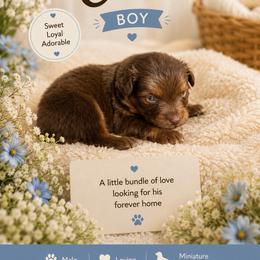 Coco - Red tri male Miniature Australian Shepherd puppy in Idalou, Texas from Lonesome Pine Mini Aussies