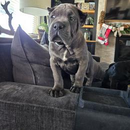 Cane Corso Puppies from Carrie Brown's Cane Corsos