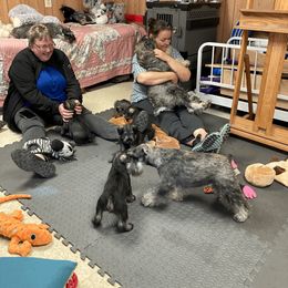 Miniature Schnauzer and Standard Schnauzer Puppies from Shazzam of Oz