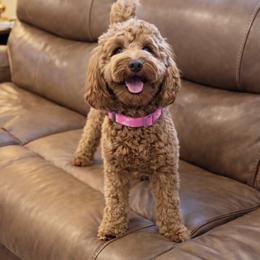 Bailey - Australian Labradoodle