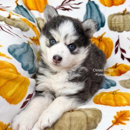 Artesia - Blue female Pomsky puppy in Sheffield, Iowa from Clover Ridge Pomskies
