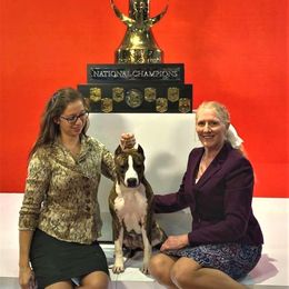 American Staffordshire Terrier All Grown Up from Aim High Kennels