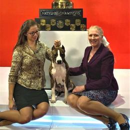 American Staffordshire Terrier All Grown Up from Aim High Kennels