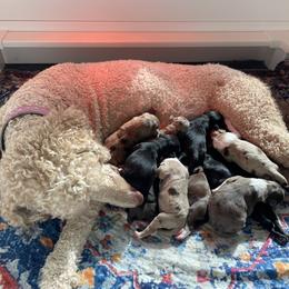 Aussiedoodle puppies from Waggin’ R Tails