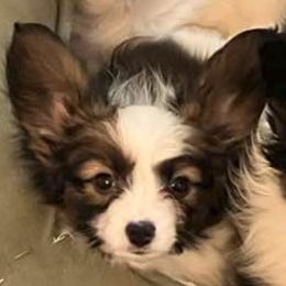 Pancakes - Red white and sable male Papillon puppy in Portland, Oregon from Deragon Papillons