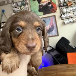 Jonas Vision -Red - Chocolate and tan male Dachshund puppy in Pittsburg, California from Super Hero Dachshunds