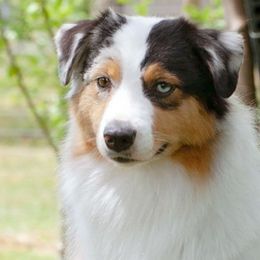 Majority - Australian Shepherd