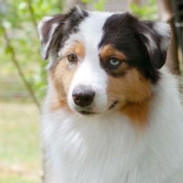 Majority - Australian Shepherd