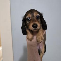 Frannie - Sable female Dachshund puppy in Windom, Minnesota from Wyrmhund Dachshunds