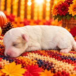 Daisey - White female Cavapoo puppy in Myrtle Beach, South Carolina from Colorful-K9'S
