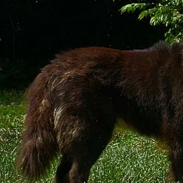 Sela - Siberian Husky