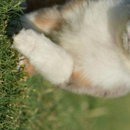 Australian Shepherd, Miniature Australian Shepherd, and Toy Australian Shepherd Puppies from Southern Edition Aussies