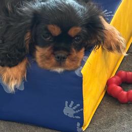 Kingsley - Black and tan male Cavalier King Charles Spaniel puppy in Poolesville, Maryland from Harvest Moon Cavaliers