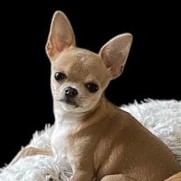 Chihuahua puppies from Mystic Angels Chihuahuas