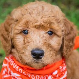 Goldendoodle Puppies from Celebrity Doodles DFW