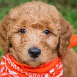 Goldendoodle Puppies from Celebrity Doodles DFW
