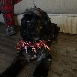 Mav - Cockapoo