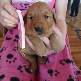 Pink - Dark golden female Golden Retriever puppy in Lanesboro, Minnesota from Eagle Ridge Golden Retrievers