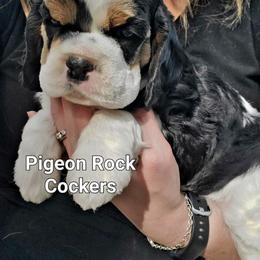 Pink - Black white and tan female Cocker Spaniel puppy in Calhoun, Georgia from Pigeon Rock Cockers