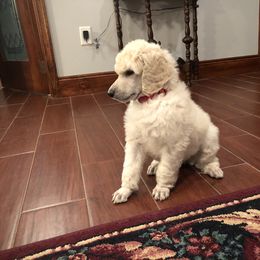 Poodle Puppies from D and D Standard Poodles