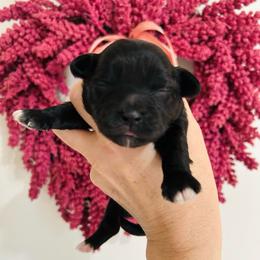 Orion - Black and white male Shichon puppy in Seymour, Tennessee from Mel’s Teddy Bear Puppies