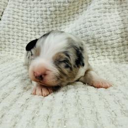 BBQ - Blue merle male Australian Shepherd puppy in Ashland, Ohio from SS Australian Shepherds