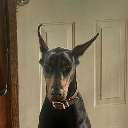 Cruella - Doberman Pinscher