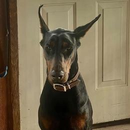 Cruella - Doberman Pinscher