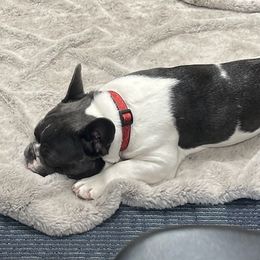 Eloise - French Bulldog