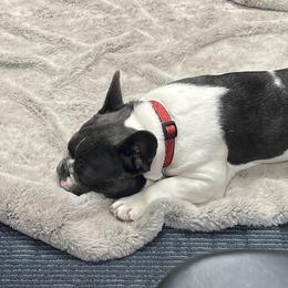 Eloise - French Bulldog