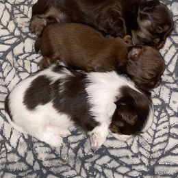 Shih Tzu Puppies from It’s a Shih Tzu world
