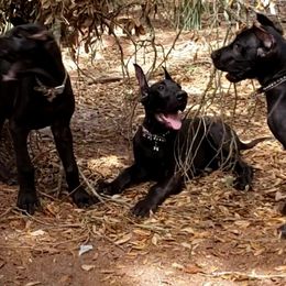 Great Dane puppies from Lakeside Danes