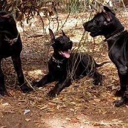 Great Dane puppies from Lakeside Danes