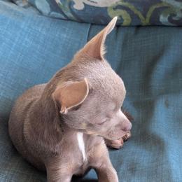 Kisses of Oak View Farm - Blue fawn female Chihuahua puppy in Waycross, Georgia from OakView Farm Chihuahuas FB