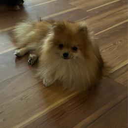 Pomeranian puppies from KC Magical Poms