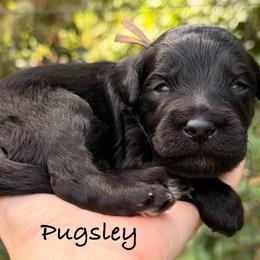 Pugsley - Black and white male Aussiedoodle puppy in Mulino, Oregon from Korbella Farm