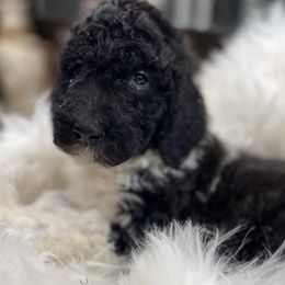 Goldendoodle and Poodle Puppies from Elizabeth Rocha's Doodles