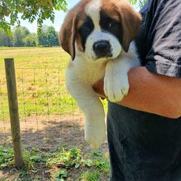 Big Hoss - Rust and white male Saint Bernard puppy in Kinsman, Ohio from Coleman Saint Bernards of Ohio