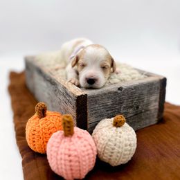 Parsley - Parti female Goldendoodle puppy in North Carolina from Tuxedo Mountain Doodles