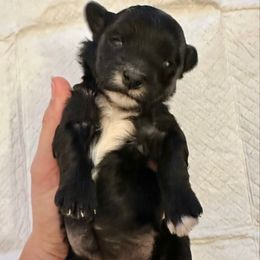 Female 4 - Black female Havapoo puppy in Brooksville, Florida from Kruger Doodles