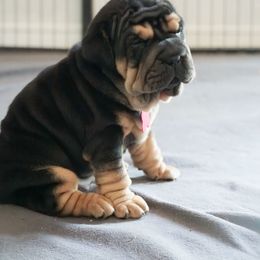 Chinese Shar-Pei, Cocker Spaniel, and Companion Cross Puppies from Mini Hippo Land
