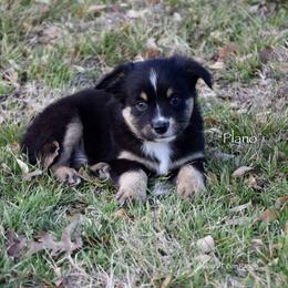 Plano - Black tri male Miniature Australian Shepherd puppy in Evant, Texas from Lazy VT Bar Ranch