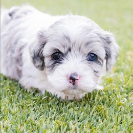 Dakota - Merle female Cavapoo puppy in Tucson, Arizona from Ever After Doodles Arizona