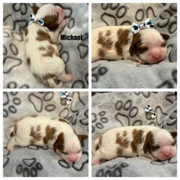 Cavalier King Charles Spaniel Puppies from Wilburn Cavalier King Charles