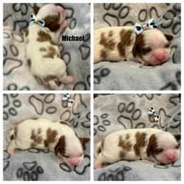 Cavalier King Charles Spaniel Puppies from Wilburn Cavalier King Charles