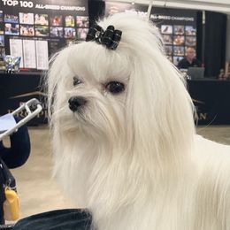 Chin - Maltese