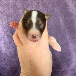 Red Tri Female 2 - Red tri-color female Miniature American Shepherd puppy in Connecticut from Novus Kennels