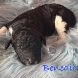 Benedict - Parti male Poodle puppy in Houston, Texas from McEnery Standard Poodles