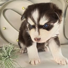 Chocolate - Chocolate male Pomsky puppy in Tucson, Arizona from Mini Pomsky Puppies