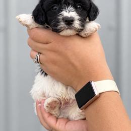 Maverick - Black and white male Aussiedoodle puppy in Hudson, Michigan from Haas Pawz